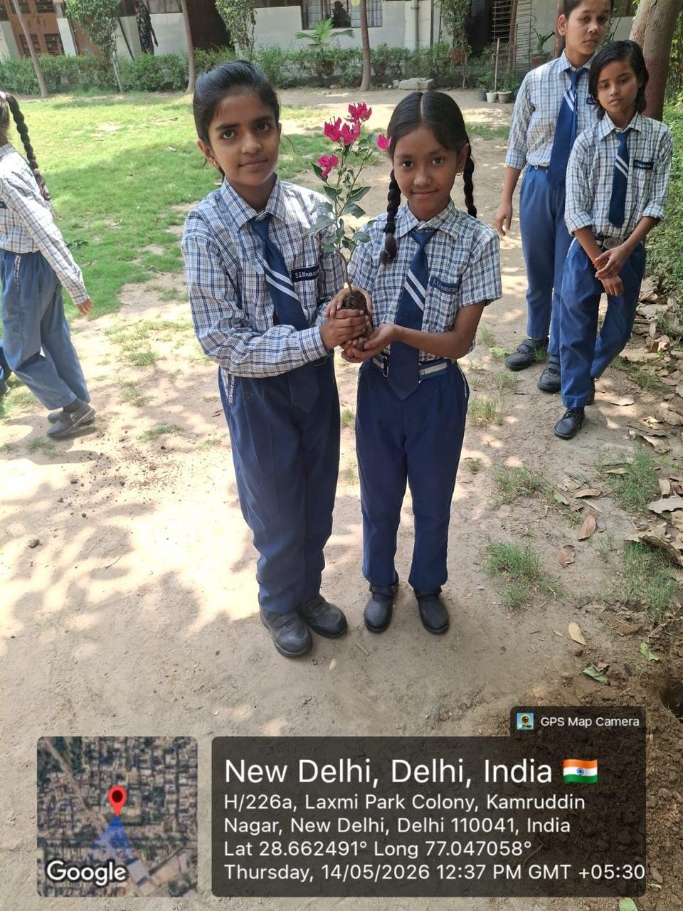 Tree Plantation